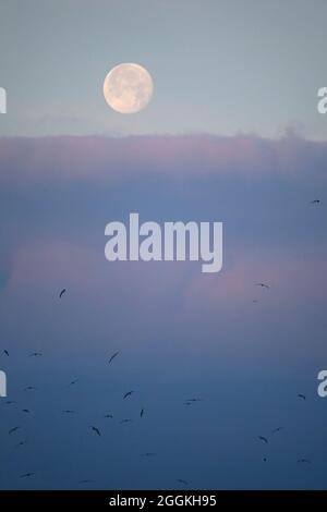 Vollmond am blauen Himmel über stratus Wolken bei Sonnenaufgang mit Albatrossen, die zum Füttern in den Nordpazifik fliegen Stockfoto