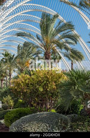 Pflanzen am Umbracle (L'Umbracle), Stadt der Künste und Wissenschaften (Ciutat de les Arts i les Ciències), Valencia, Spanien Stockfoto