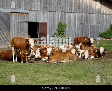 Deutschland, Bayern, Oberbayern, Landwirtschaft, Kuhstall, Davor eine Gruppe Kühe im Freien Stockfoto
