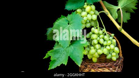 Trauben von grünen Trauben auf einer Weinrebe und ein Weidenkorb auf schwarzem Hintergrund Stockfoto
