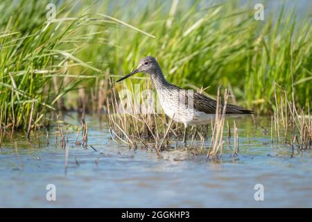 Greenshank (Tringa nebularia) waten in seichten Salzsumpfgewässern und Schilfbetten auf Winterwanderung Charente-Maritime, Frankreich Stockfoto