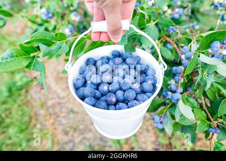 Ernteansicht der weiblichen Hand, die einen weißen Eimer voller Heidelbeeren in der Nähe eines Heidelbeerbusches auf dem Feld hält Stockfoto