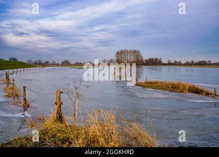 Gefrorenes Flussvorland vom Fluss IJssel Stockfoto