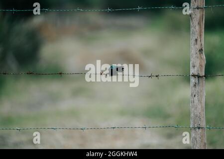 Ein schwarzer Vogel, der auf einem Stacheldraht auf einem verschwommenen Hintergrund steht. Stockfoto