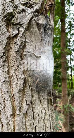 Nest des Eichenprozessionärmotten (Thaumetopoea processionea L.) auf einem Baum Stockfoto