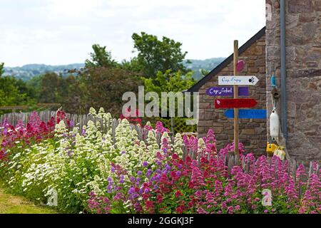 Farbenfrohe Sommerblumen blühen an einem Gartenzaun in Erquy, Frankreich, der Bretagne, Côtes d´Armor, Côte de Penthièvre Stockfoto