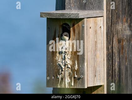 Nistkasten für Baumschwalbe (Tachycineta bicolor). Portland, Oregon, USA. Stockfoto