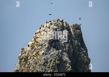 Seevögel besiedeln Felsen vor der Küste von Oregon, USA. Stockfoto