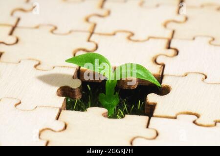 Junge Pflanze, die durch eine leere Holzpuzzle kommt Stockfoto