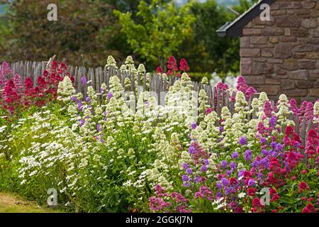 Farbenfrohe Sommerblumen blühen an einem Gartenzaun in Erquy, Frankreich, der Bretagne, Côtes d´Armor, Côte de Penthièvre Stockfoto