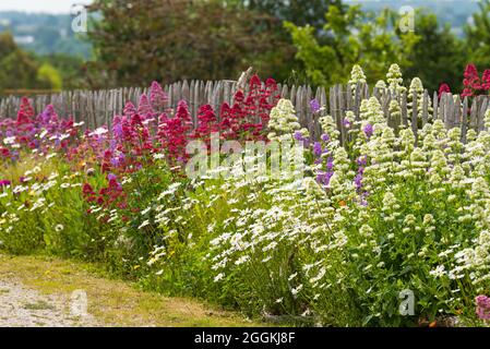 Farbenfrohe Sommerblumen blühen an einem Gartenzaun in Erquy, Frankreich, der Bretagne, Côtes d´Armor, Côte de Penthièvre Stockfoto