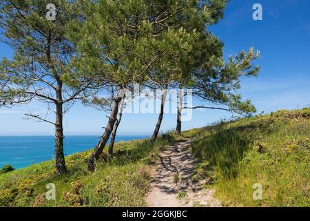 Pinien stehen auf dem Küstenwanderweg, Cap d´Erquy, in der Nähe von Erquy, Frankreich, Bretagne, Département Côtes d´Armor, Côte de Penthièvre Stockfoto