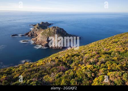 Heide und Ginster an der Küste von Cap d´Erquy, Abendlicht, in der Nähe von Erquy, Frankreich, Bretagne, Côtes d´Armor, Côte de Penthièvre Stockfoto