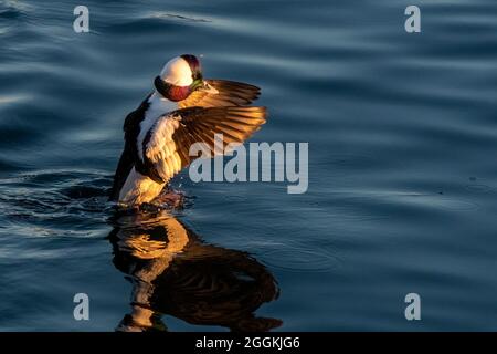 Drake Bufflehead Ente flattern Flügel Anzeige Stockfoto