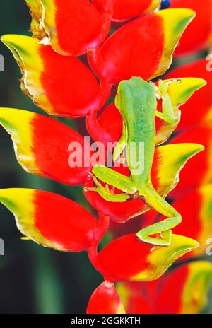 Weiß gesäumt Laubfrosch (Phyllomedusa Camba) klettern Heliconia Blume, Madidi Nationalpark, Bolivien, Südamerika Stockfoto
