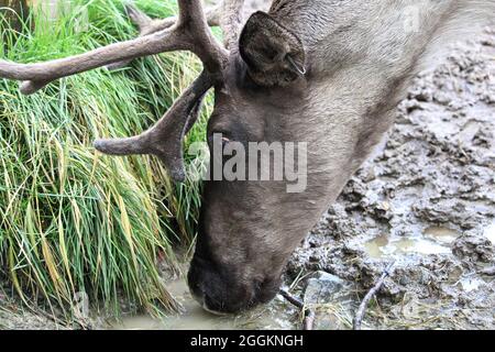 Ein Karibu trinkt schlammiges Wasser aus dem Boden Stockfoto