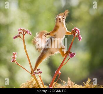 Rote Eichhörnchen ist Klettern in einem bergenia Stockfoto