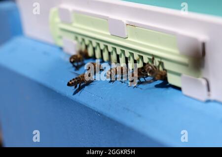 Honigbienen schwärmen und fliegen um ihren Bienenstock herum Stockfoto
