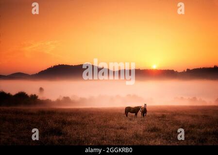 Pferde bei Sonnenaufgang. In Der Nähe Von Monroe, Oregon. Stockfoto