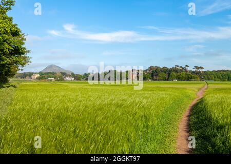 Der John Muir Way, der durch ein Feld in Nord-Berwick mit dem Gesetz im Hintergrund geht Stockfoto