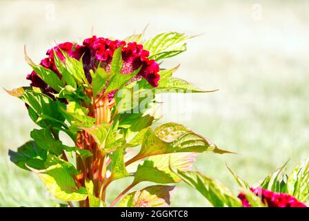 Dunkelrote Celosia cristata Blüten der Gattung Celosia, Cockscomb Creasta Cocosului. Stockfoto