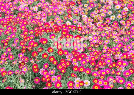 Meteor rot und rosa Feld Gänseblümchen Gänseblümchen, Genua, Ligurien, Italien, Europa Stockfoto