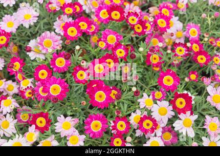 Meteor rot und rosa Feld Gänseblümchen Gänseblümchen, Genua, Ligurien, Italien, Europa Stockfoto