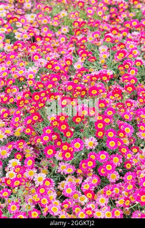 Meteor rot und rosa Feld Gänseblümchen Gänseblümchen, Genua, Ligurien, Italien, Europa Stockfoto