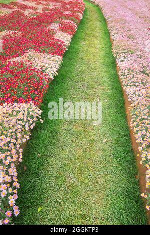 Weg durch blühende Blumen, Genua, Ligurien, Italien, Europa Stockfoto