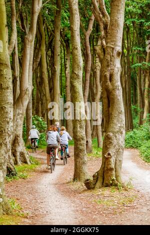 Radfahrer durchqueren einen Buchenwald, Heiligendamm, Mecklenburg-Vorpommern, Deutschland Stockfoto