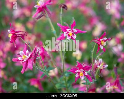 Wunderschöne einheimische Wildblume aus dem Westen Kanadas. Aquilegia formosa, karmesinrote, westliche oder rote Kolumbine. Nahaufnahme leuchtendes Rot und Ye Stockfoto