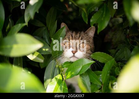 Die süße weiße Katze mit gestromten Büschen versteckt sich in einem grünen Busch und schaut auf das Kameraporträt Stockfoto
