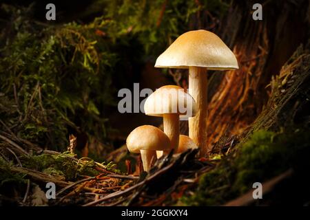 Wildpilz in der Gruppe bei Dämmerung mit Beleuchtung im Wald im Herbst Stockfoto