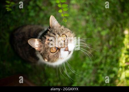 Niedliche tabby weiße Katze Hochwinkel-Ansicht Porträt sitzt auf grünem Rasen und sieht neugierig nach oben Stockfoto