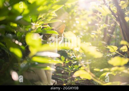 Schüchterne, weiß gestromte Hauskatze, die zwischen Büschen im Sonnenlicht sitzt und die Kamera anschaut Stockfoto