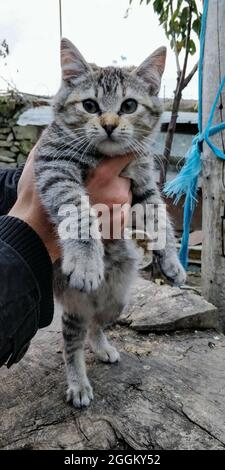 Vertikale Aufnahme einer flauschigen grauen Katze in den Händen des Mannes Stockfoto