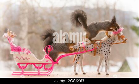 Eichhörnchen sitzen auf ein königliches Pferd mit einem Schlitten Stockfoto