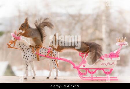Eichhörnchen sitzen auf einem königlichen Pferd und Schlitten Stockfoto