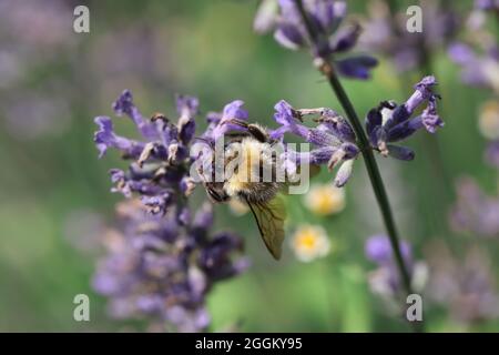 Biene auf der Suche nach Nektar der Lavendelblüte auf dem Feld Nahaufnahme Stockfoto