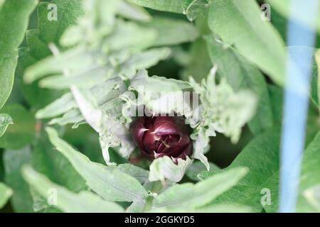 Wunderschöne, ungeöffnete, violette Blütenknospe in der Nähe des Gartens Stockfoto