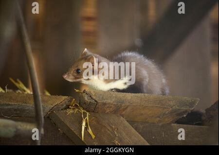 Steinmarder, Buchenmarder, Martes foina Stockfoto