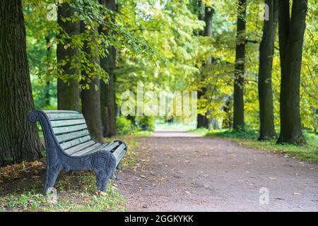 Alte hölzerne bemalte Bank im alten Park. Sommer oder frühen Herbstmorgen im Wald mit grünen Bäumen Stockfoto