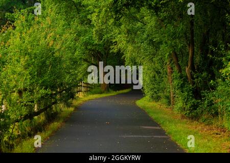 Radweg am frühen Morgen, entlang des Weges ein Holzzaun und Pflaumenbäume Stockfoto