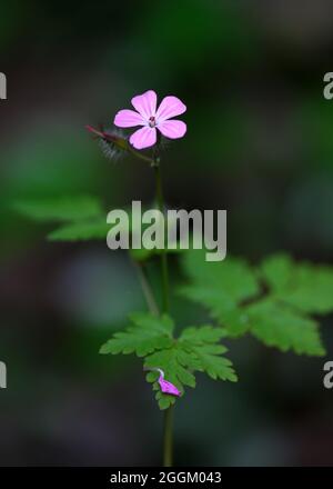 Makroaufnahme einer einzigen wilden Geranienblume, die bis zum Himmel reicht, mit einer Knospe, die sich dahinter bildet und einem einsamen Blütenblatt, das unten auf das Laub gefallen ist Stockfoto