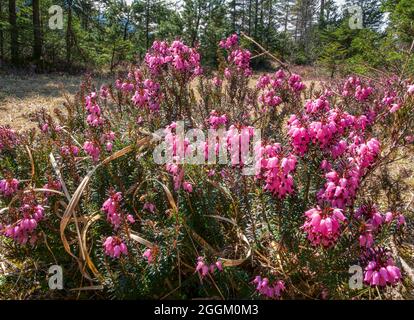 Blühende Schneeheide, Winterheide, Frühjahrsheide (Erica carnea, Erica herbacea), Bayern, Deutschland, Europa Stockfoto