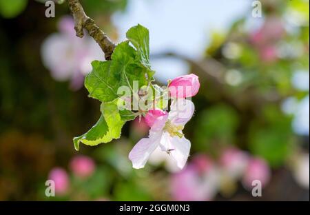 Apfelblüte, blühender Apfelbaum (Malus domestica), Bayern, Deutschland, Europa Stockfoto