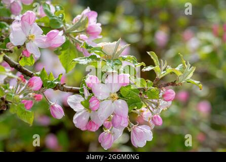 Apfelblüte, blühender Apfelbaum (Malus domestica), Bayern, Deutschland, Europa Stockfoto