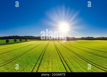 Weizenfeld im Frühsommer bei Hofstetten, Bayern, Deutschland, Europa Stockfoto