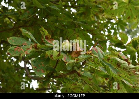 Conker auf einem kranken Rosskastanienbaum (Aesculus hippocastanum). Stockfoto