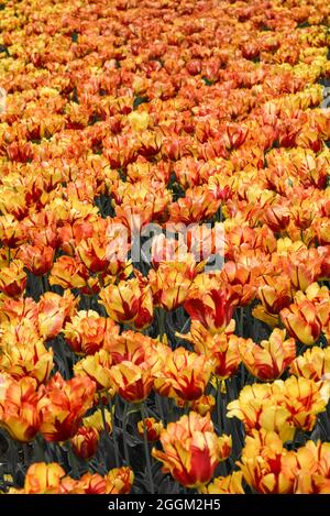 Tulpensaison Stockfoto